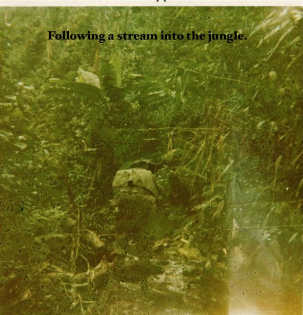 1DH0178 jungle
