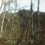 jungle 2