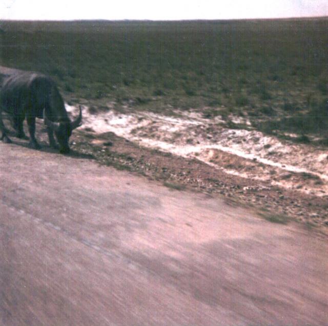 waterbuffalo